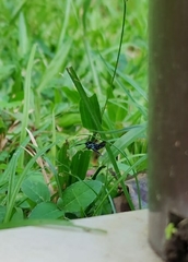 Uranophora terminalis