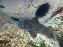 Brachaelurus waddi