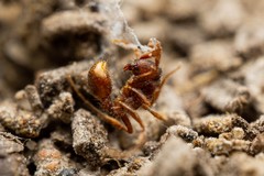 Neivamyrmex nigrescens