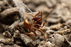 Neivamyrmex nigrescens