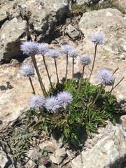Globularia spinosa