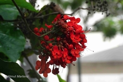 Clerodendrum splendens