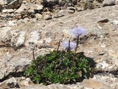 Globularia spinosa