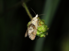 Cochylidia heydeniana