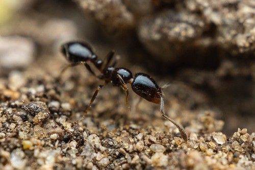 Little Black Ants photo 6