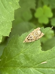 Phaecasiophora niveiguttana