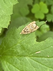 Phaecasiophora niveiguttana