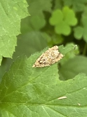 Phaecasiophora niveiguttana