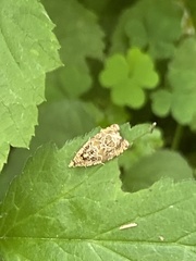 Phaecasiophora niveiguttana