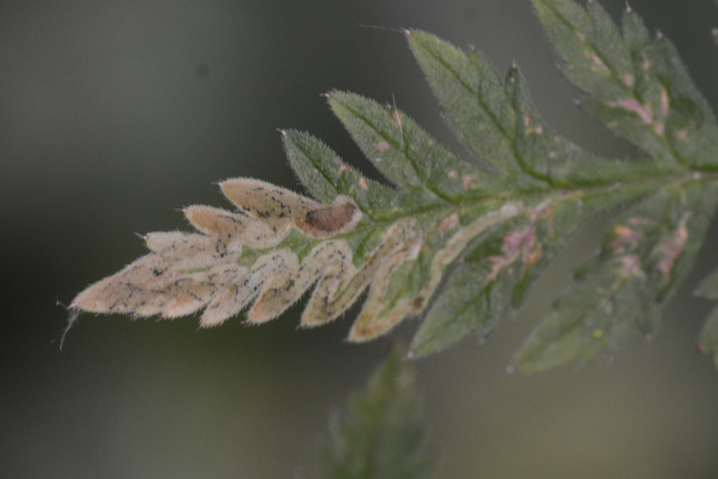 Phytomyza spondylii group