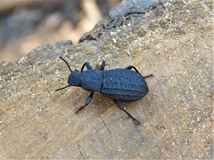 Polypleurus perforatus