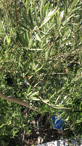 photo of Olive (Olea europaea)