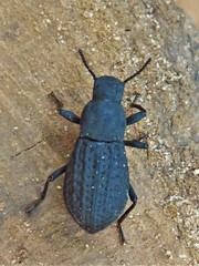 Polypleurus perforatus