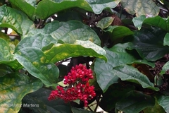 Clerodendrum splendens