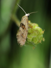 Cochylidia heydeniana