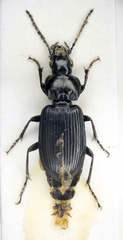 Pterostichus nigrita