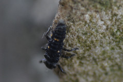Adalia bipunctata