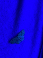 Cyclophora punctaria