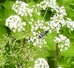 Chlorophorus figuratus