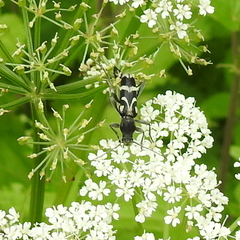 Chlorophorus figuratus