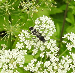 Chlorophorus figuratus