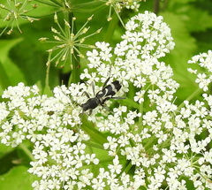 Chlorophorus figuratus