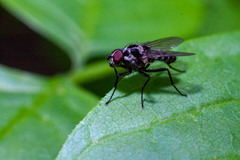 Anthomyia pluvialis