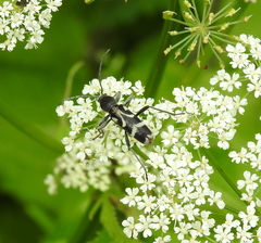Chlorophorus figuratus