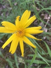 Arnica angustifolia