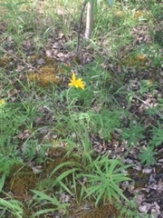 Arnica angustifolia