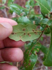 Neuroterus archboldi