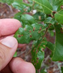 Neuroterus archboldi