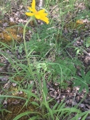 Arnica angustifolia