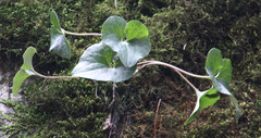Asarum hartwegii
