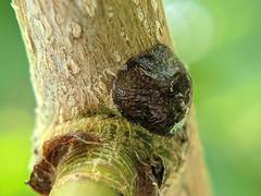 Neopulvinaria innumerabilis