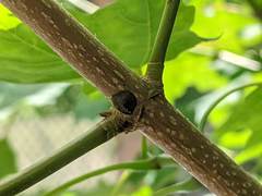 Neopulvinaria innumerabilis