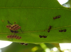 Ropalidia cyathiformis