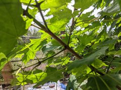 Neopulvinaria innumerabilis