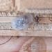 photo of Cobweb Spiders (Theridiidae)