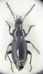 Pterostichus nigrita