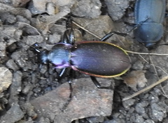 Carabus violaceus aurolimbatus