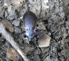 Carabus violaceus aurolimbatus