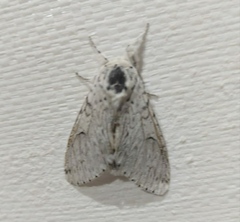 Cerura