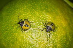 Biprorulus bibax