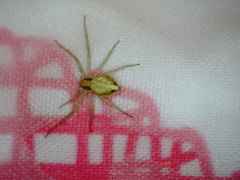 Philodromus albidus