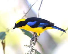 Anisognathus somptuosus