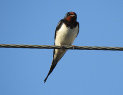 Hirundo rustica