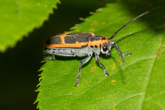 Saperda lateralis