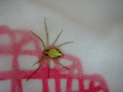 Philodromus albidus
