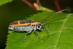 Saperda lateralis